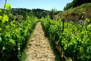 domaine-viticole