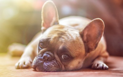 Qui va garder votre animal pendant que vous serez en vacance ?