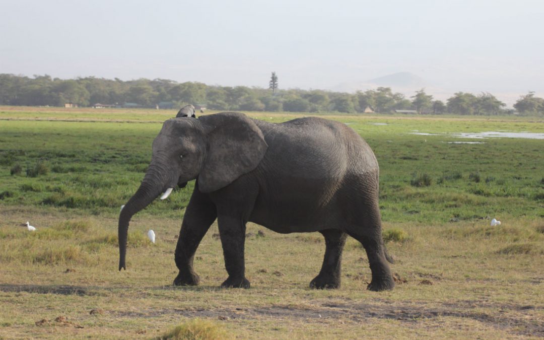 Quels sont les différents types de safaris en Tanzanie ?