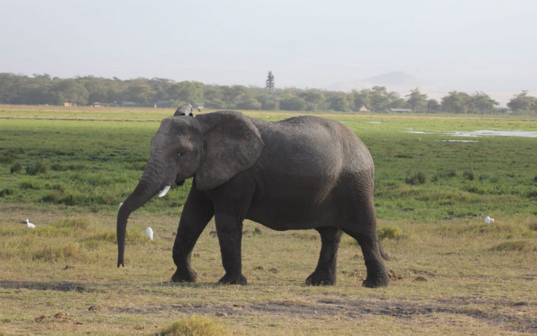 tanzanie voyage