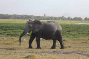 tanzanie voyage