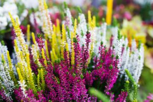 Superbe fleurs