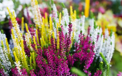 Où acheter des fleurs à Yvetot : notre sélection