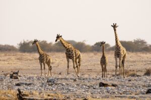 Admirez les girafes dans le park national d'Etosha