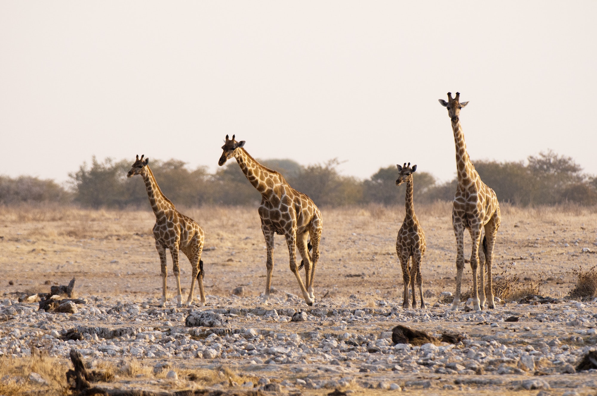 Admirez les girafes dans le park national d'Etosha