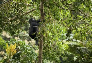 Parc national au Burundi