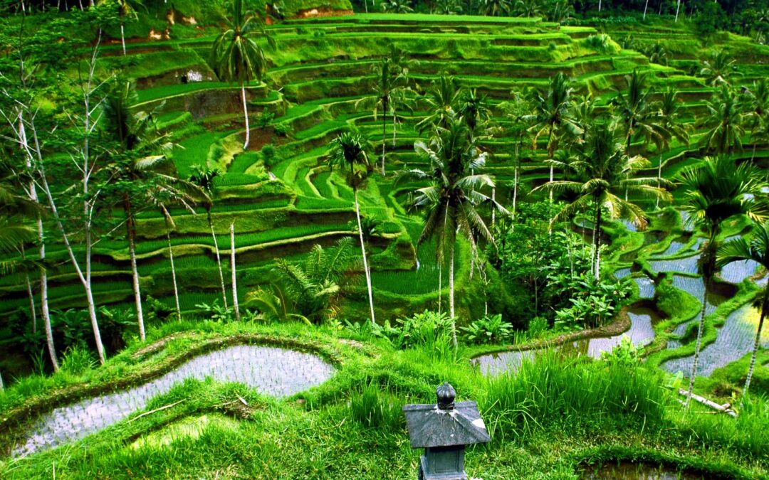 Comparatif des destinations exotiques : Bali vs Maldives, quel paradis choisir ?