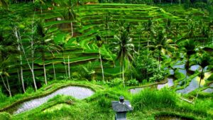Bali